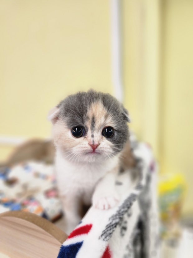 Scottish Fold