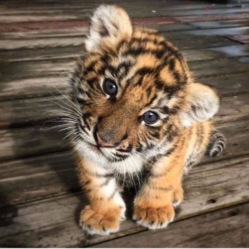 Siberian Tiger