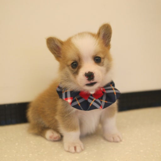 Welsh Corgi