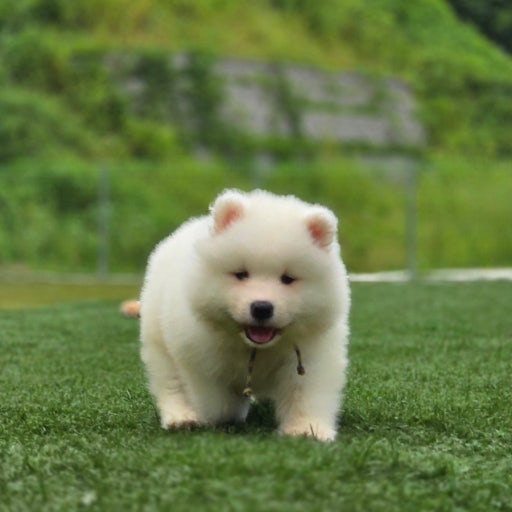 Samoyed