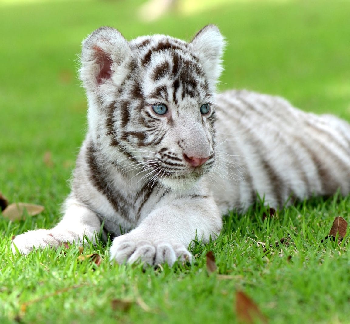White Tiger