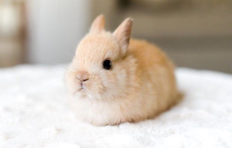 Domestic Rabbit