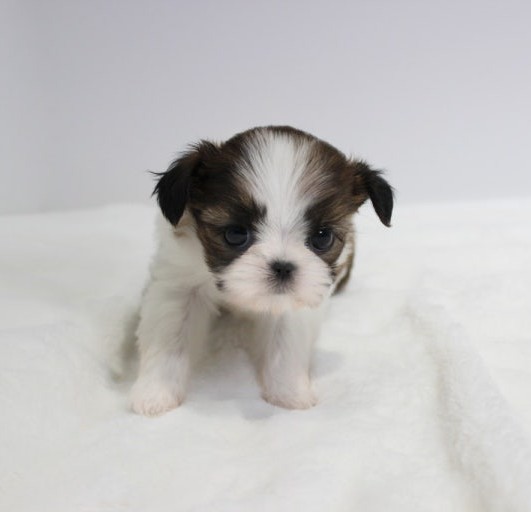 Shih Tzu