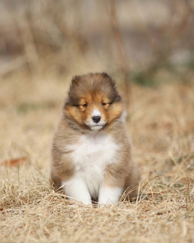 Shetland Sheepdog