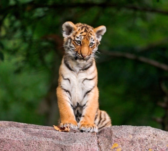 Bengal Tiger