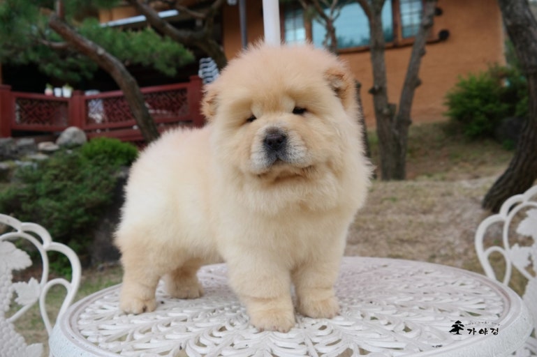 Chow Chow