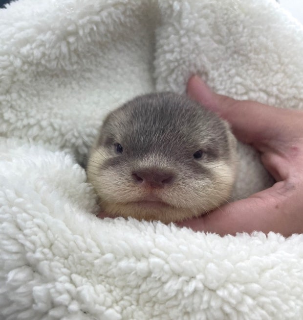 Otter