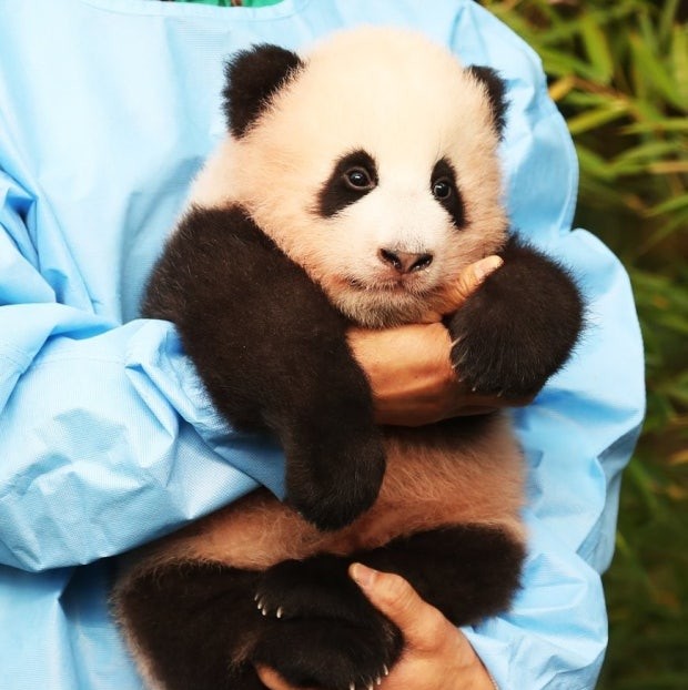 Giant Panda