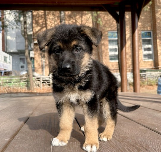 German Shepherd