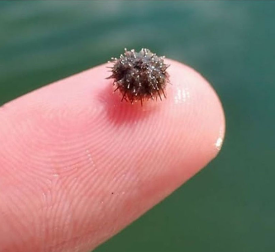 Sea Urchin