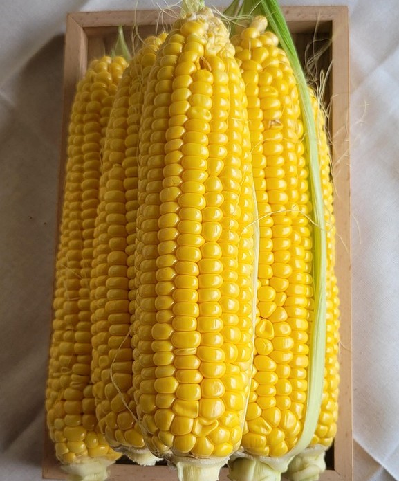 Raw corn