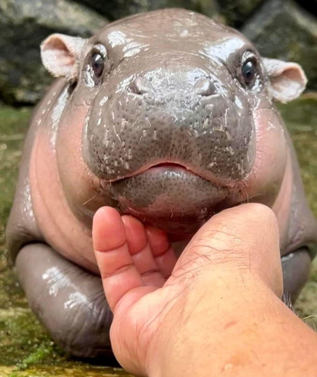 Hippopotamus