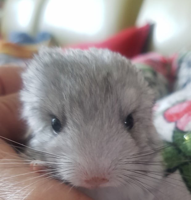 Chinchilla