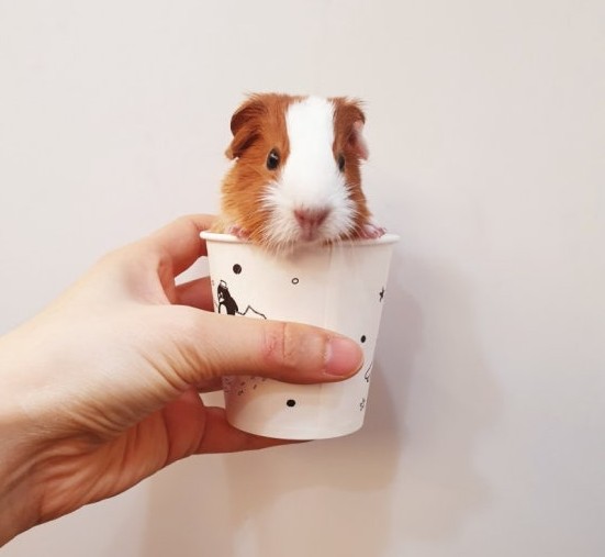 Guinea pig