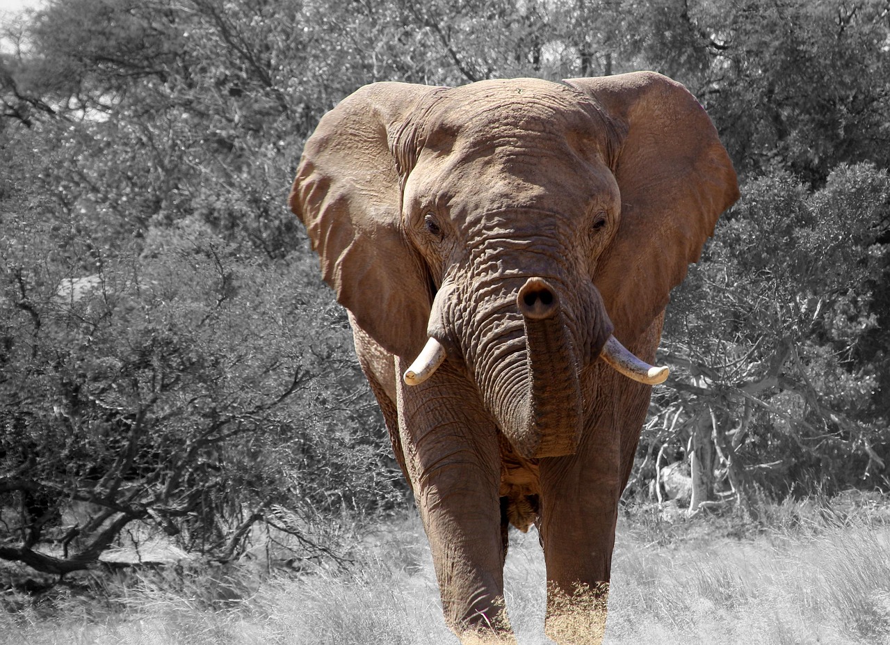 African Elephant