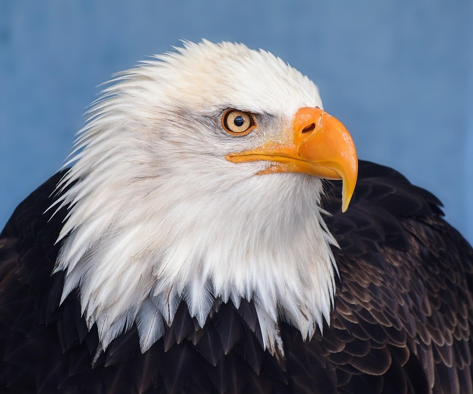 Bald Eagle
