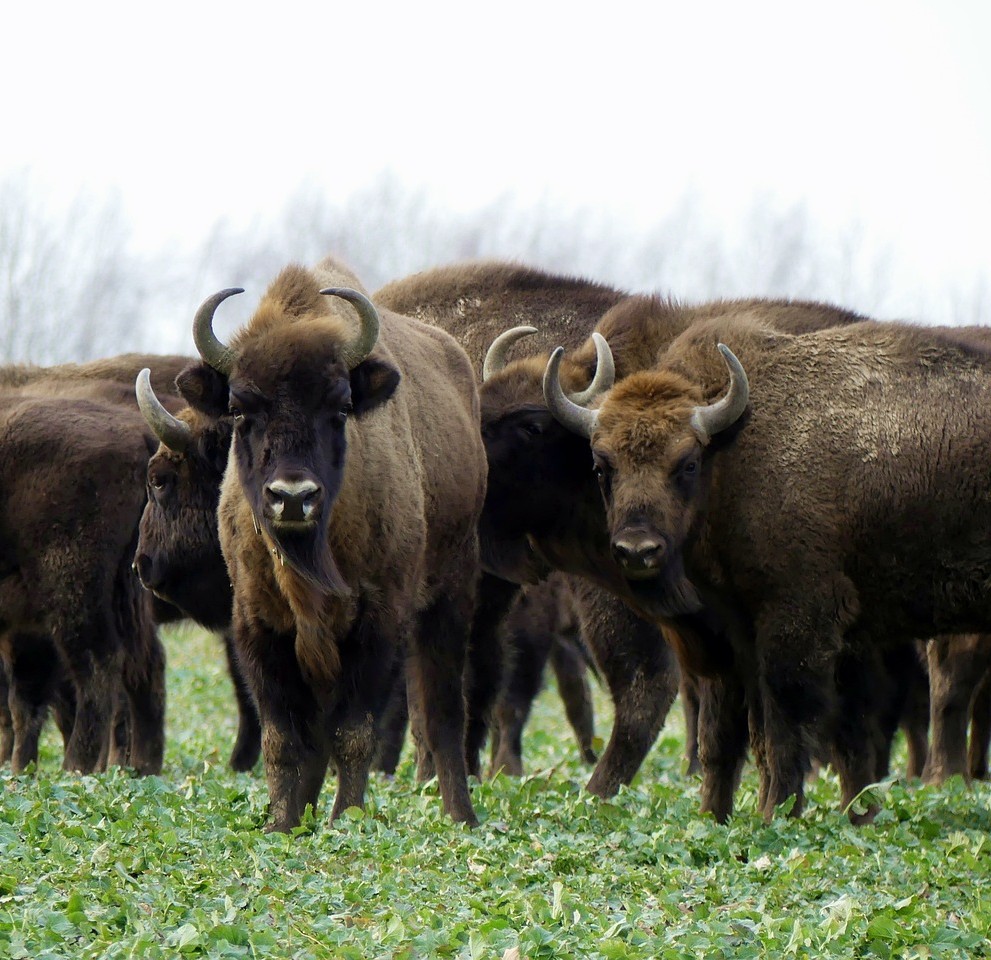 Bison