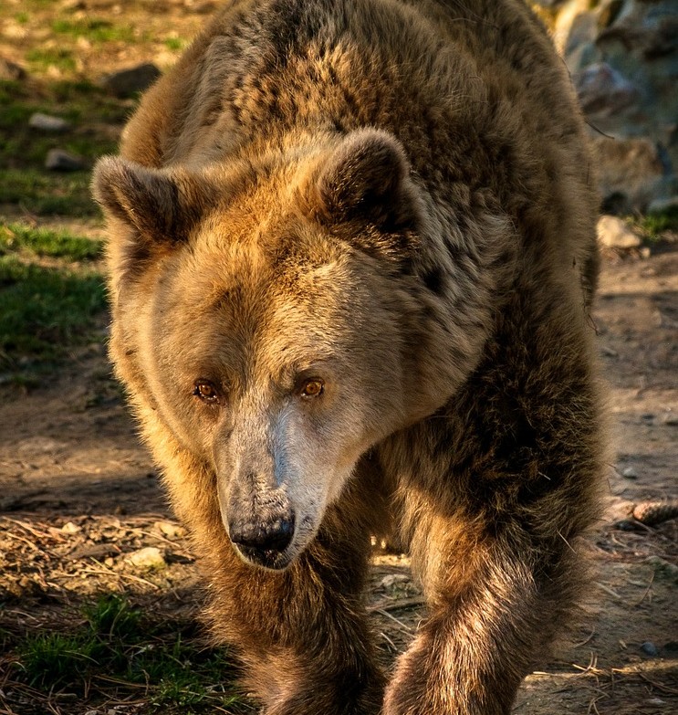 Brown Bear