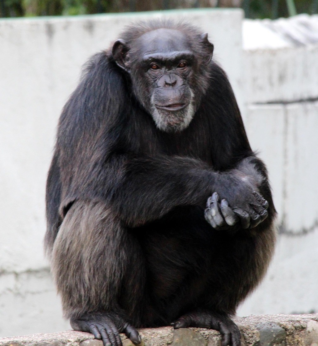 Chimpanzee