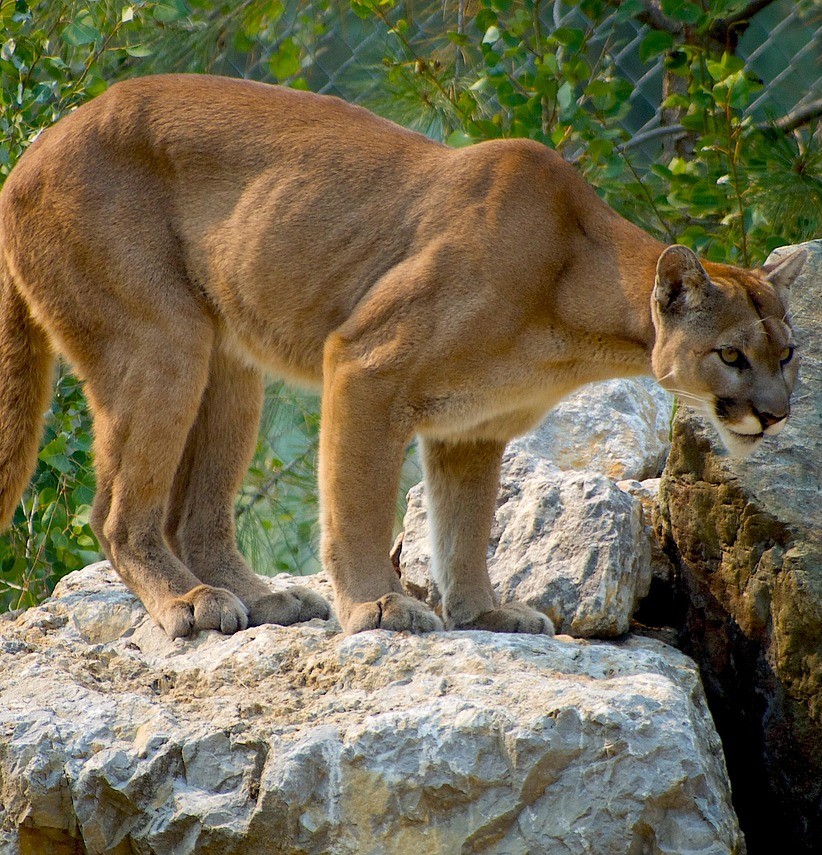 Cougar