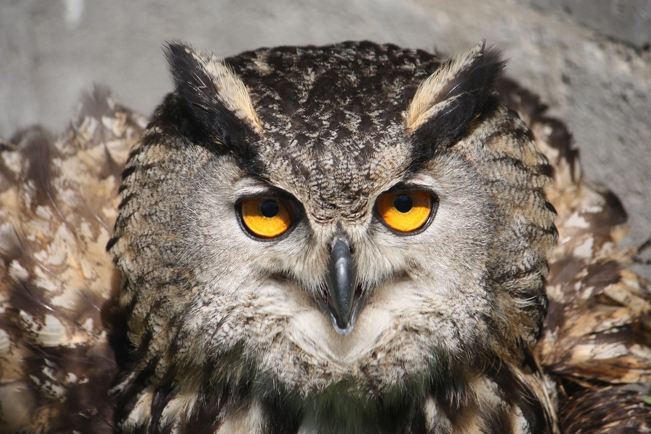 Eagle-owl