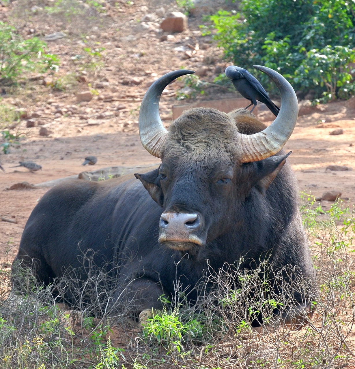 Gaur