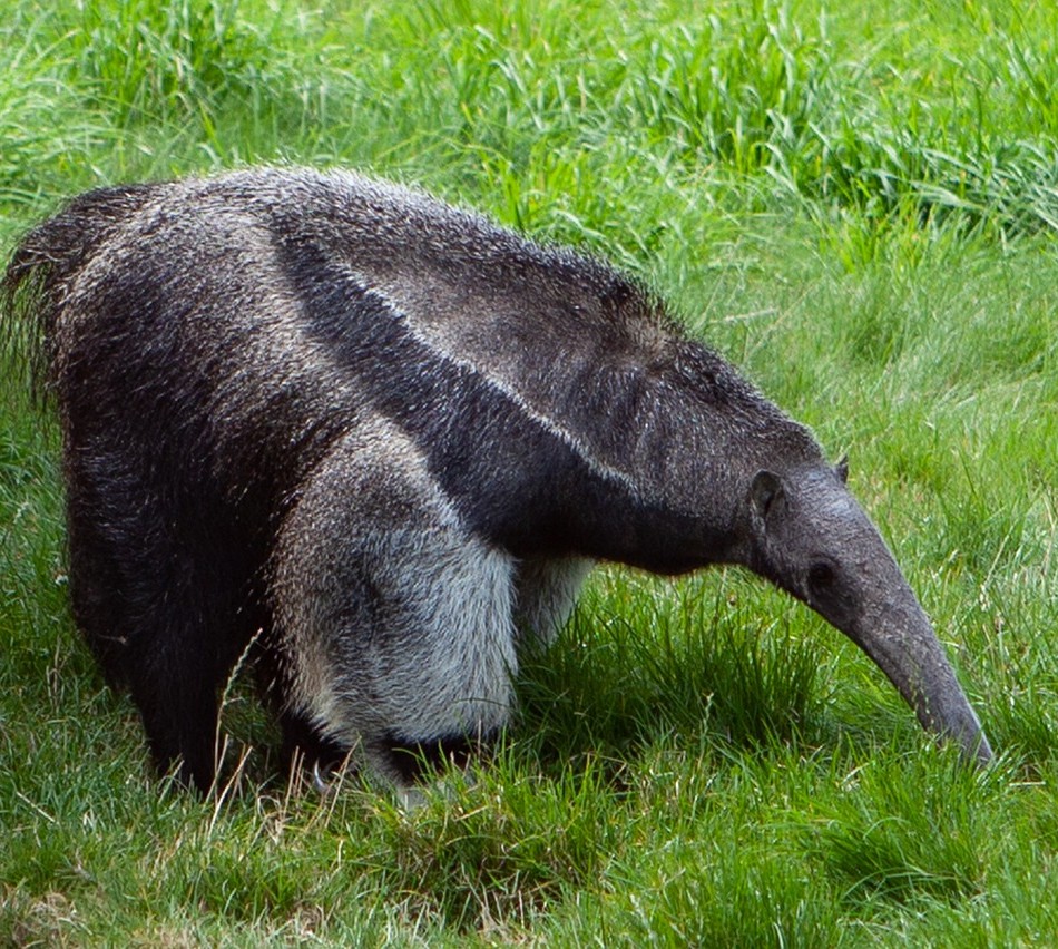 Giant Anteater