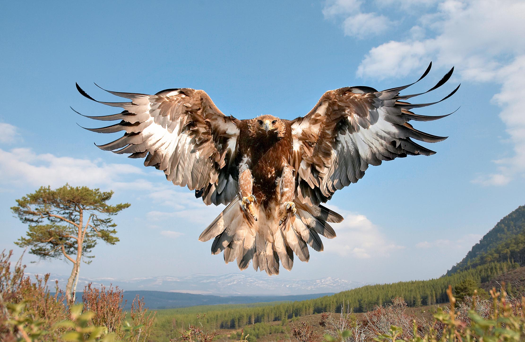 Golden Eagle