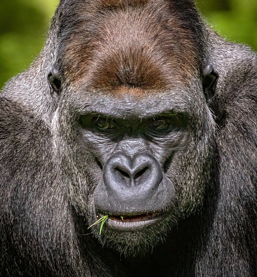 Gorilla