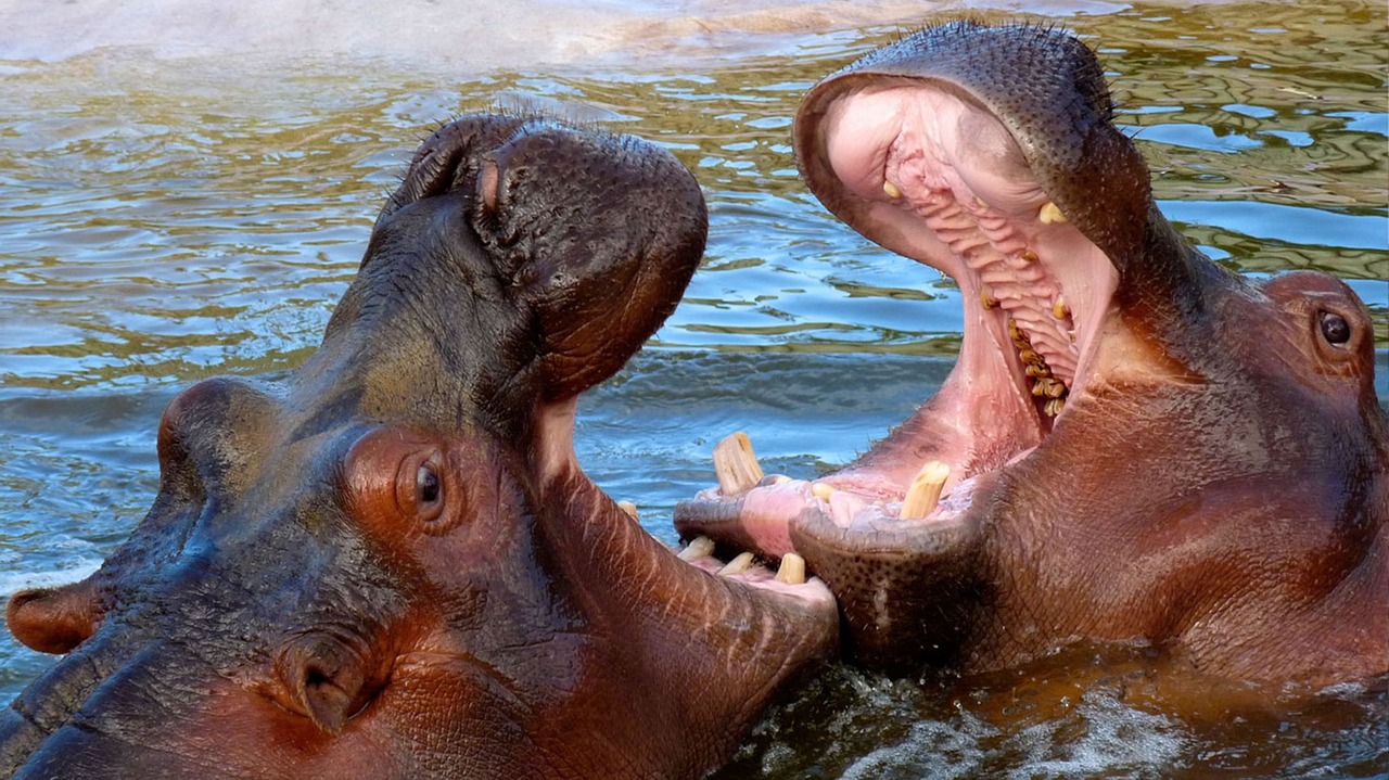 Hippopotamus