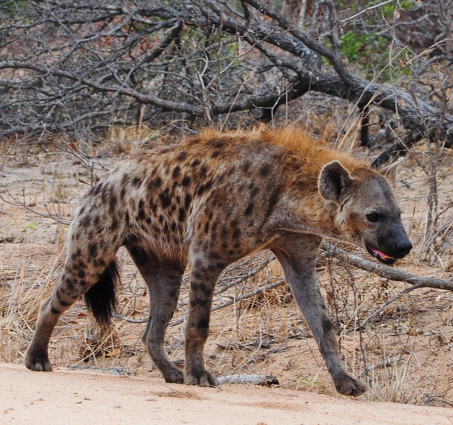 Hyena