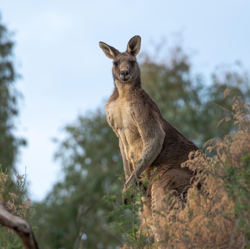 Kangaroo