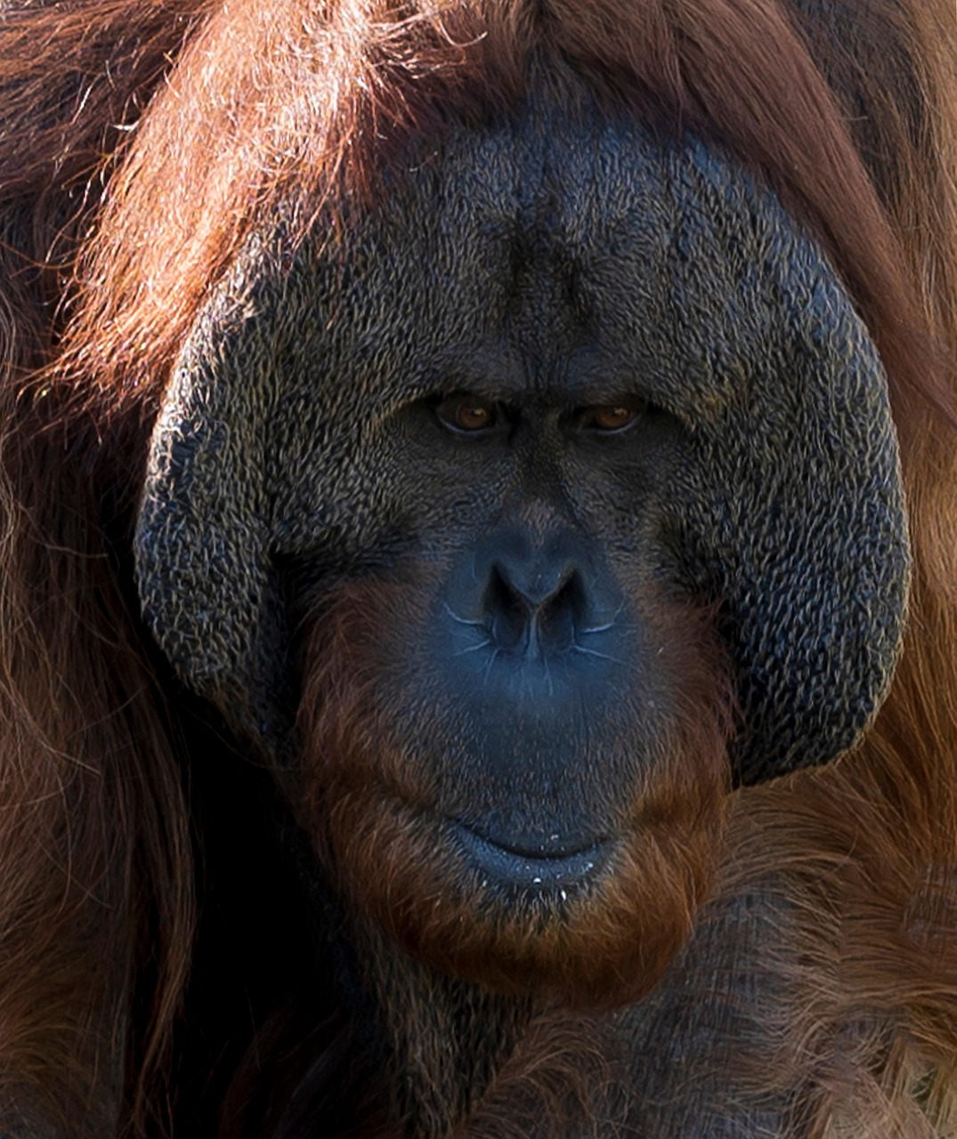 Orangutan