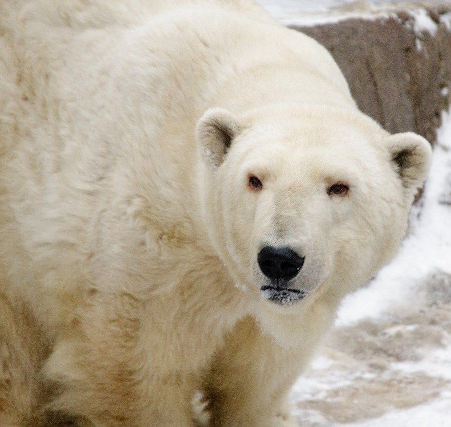 Polar Bear