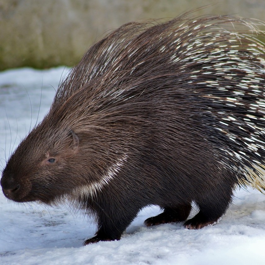 Porcupine
