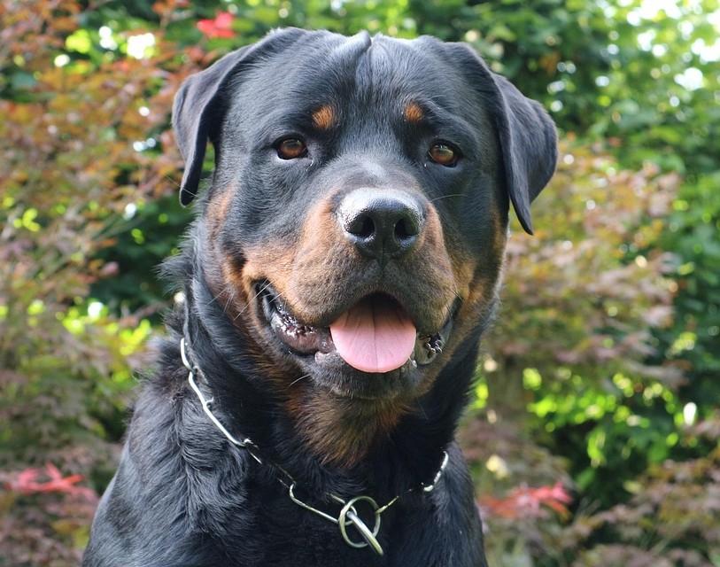Rottweiler