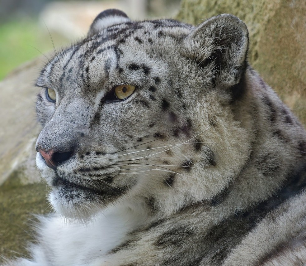 Snow Leopard