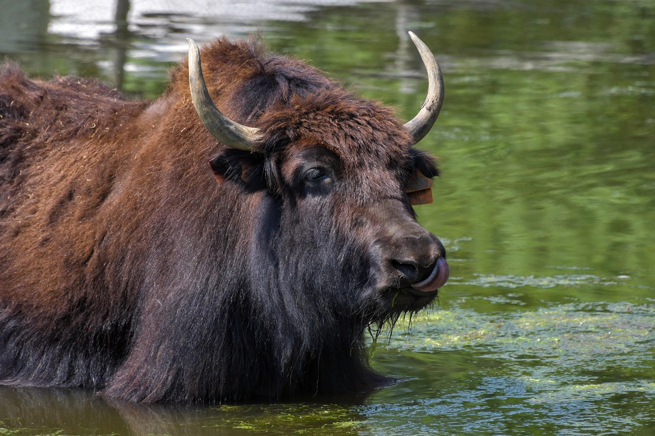 Yak