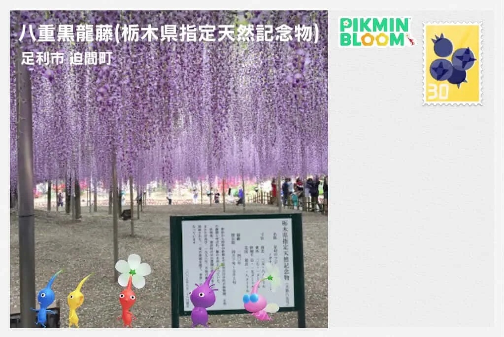 八重黒龍藤（栃木県指定天然記念物） 足利市 追間町