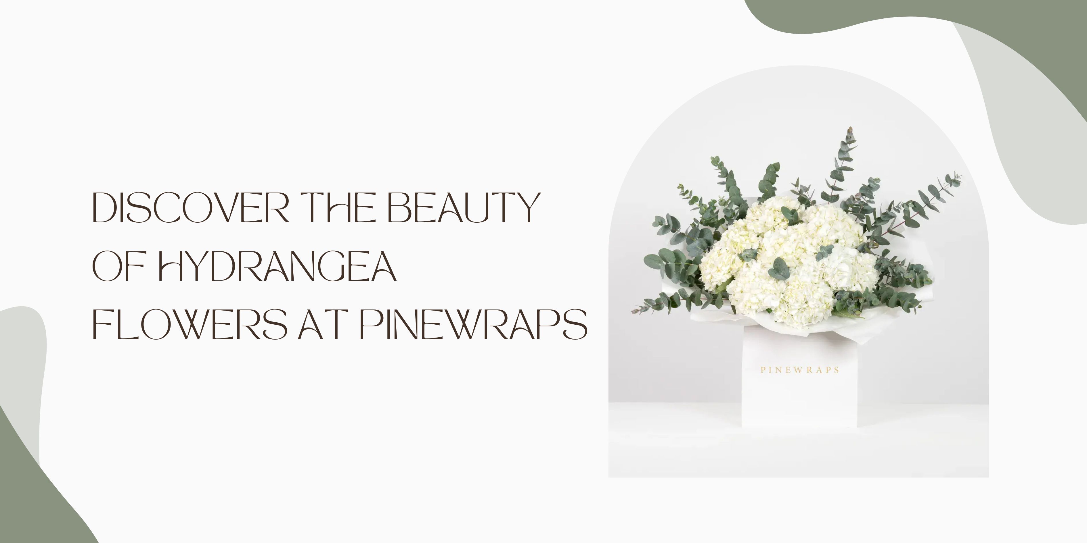 Discover the Beauty of Hydrangea Flowers at Pinewraps 