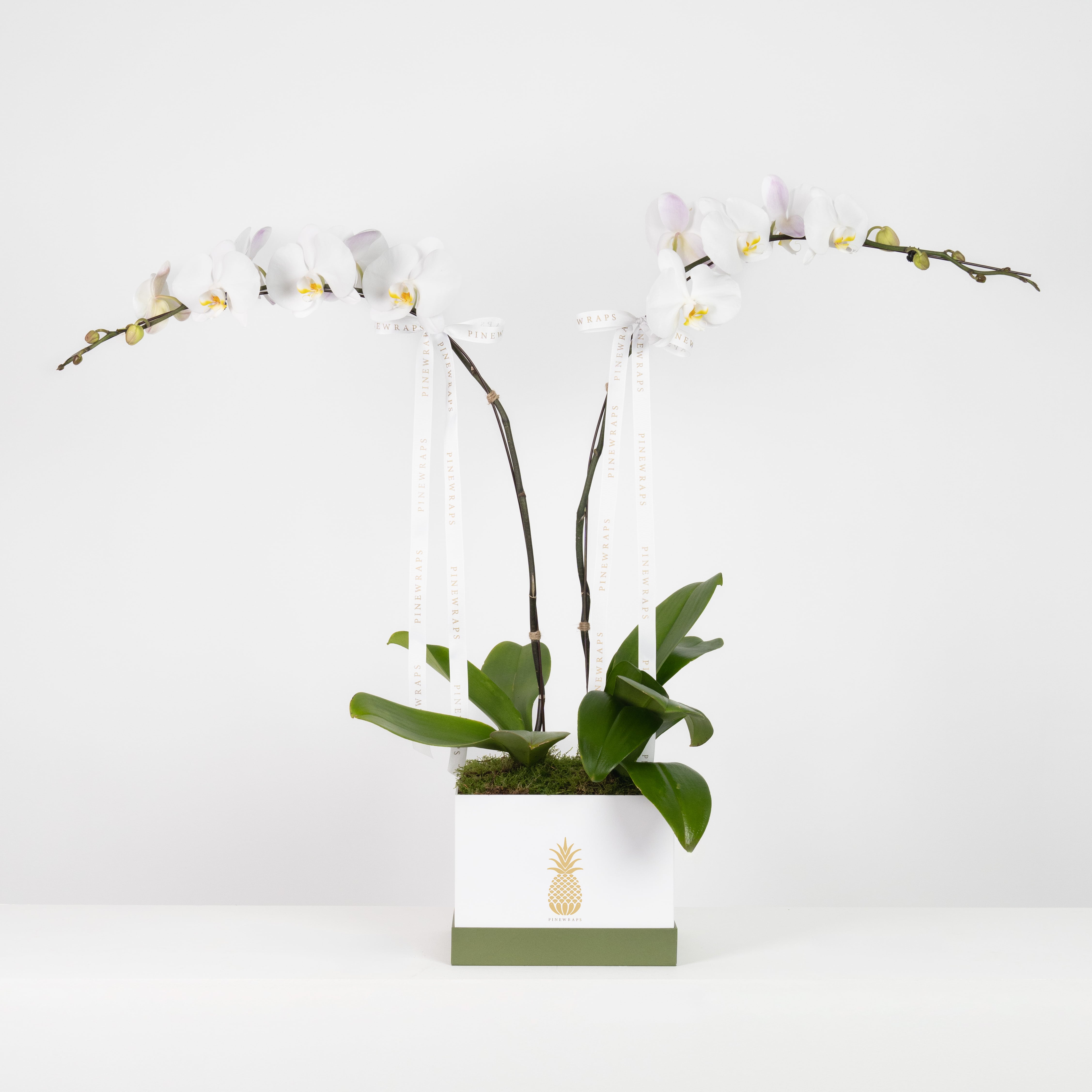 Orchid Box Double White