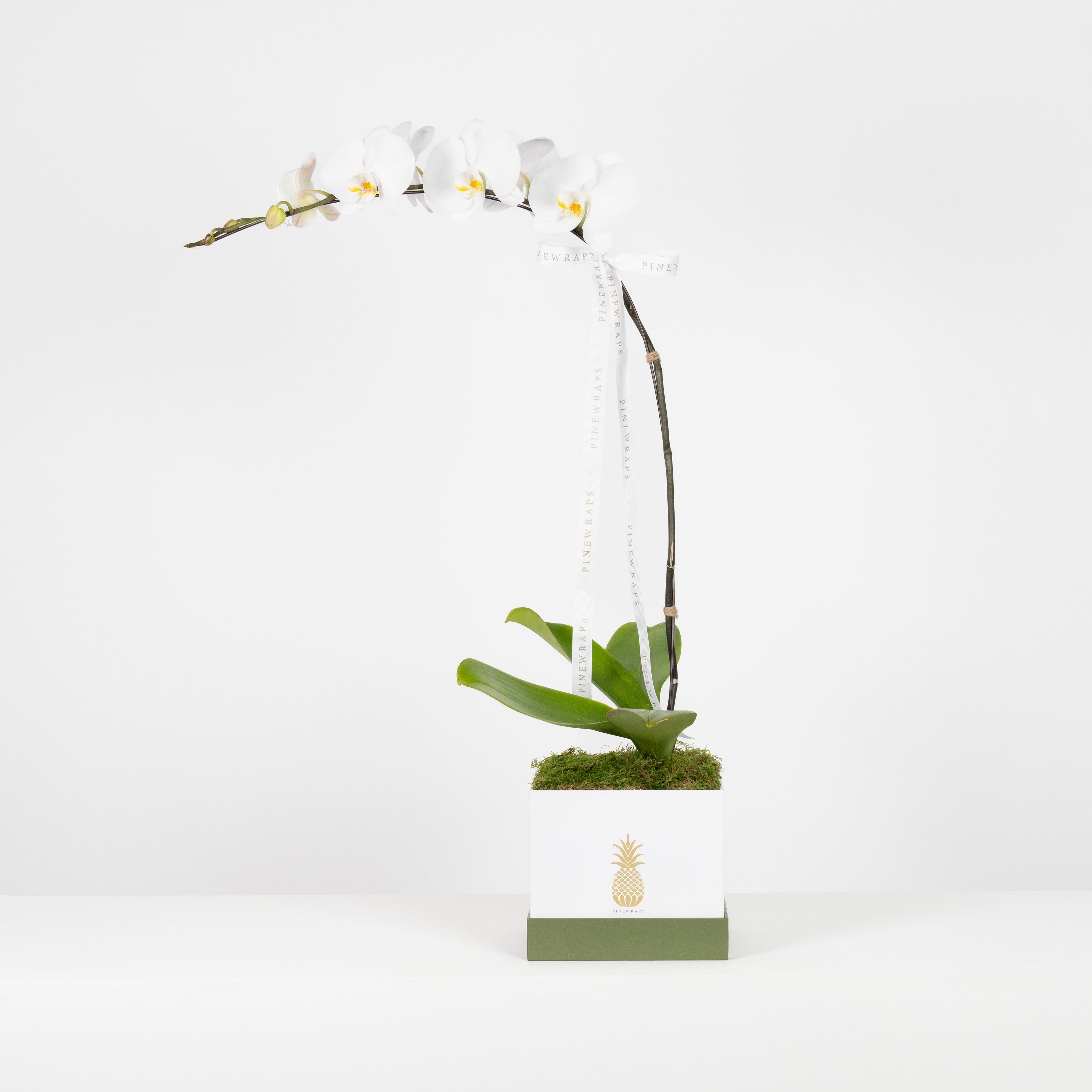 Orchid Box Single - White