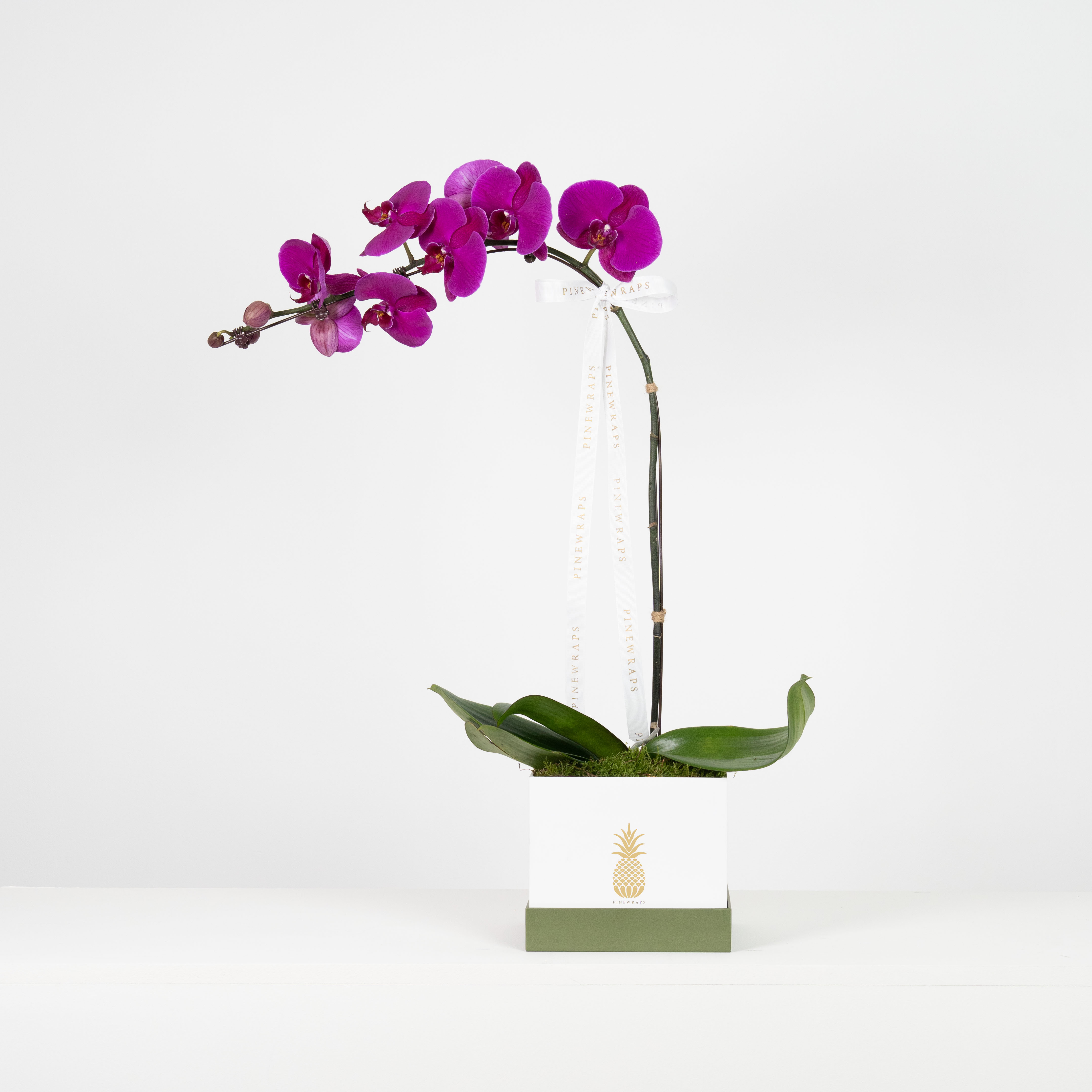 Orchid Box Single Purple