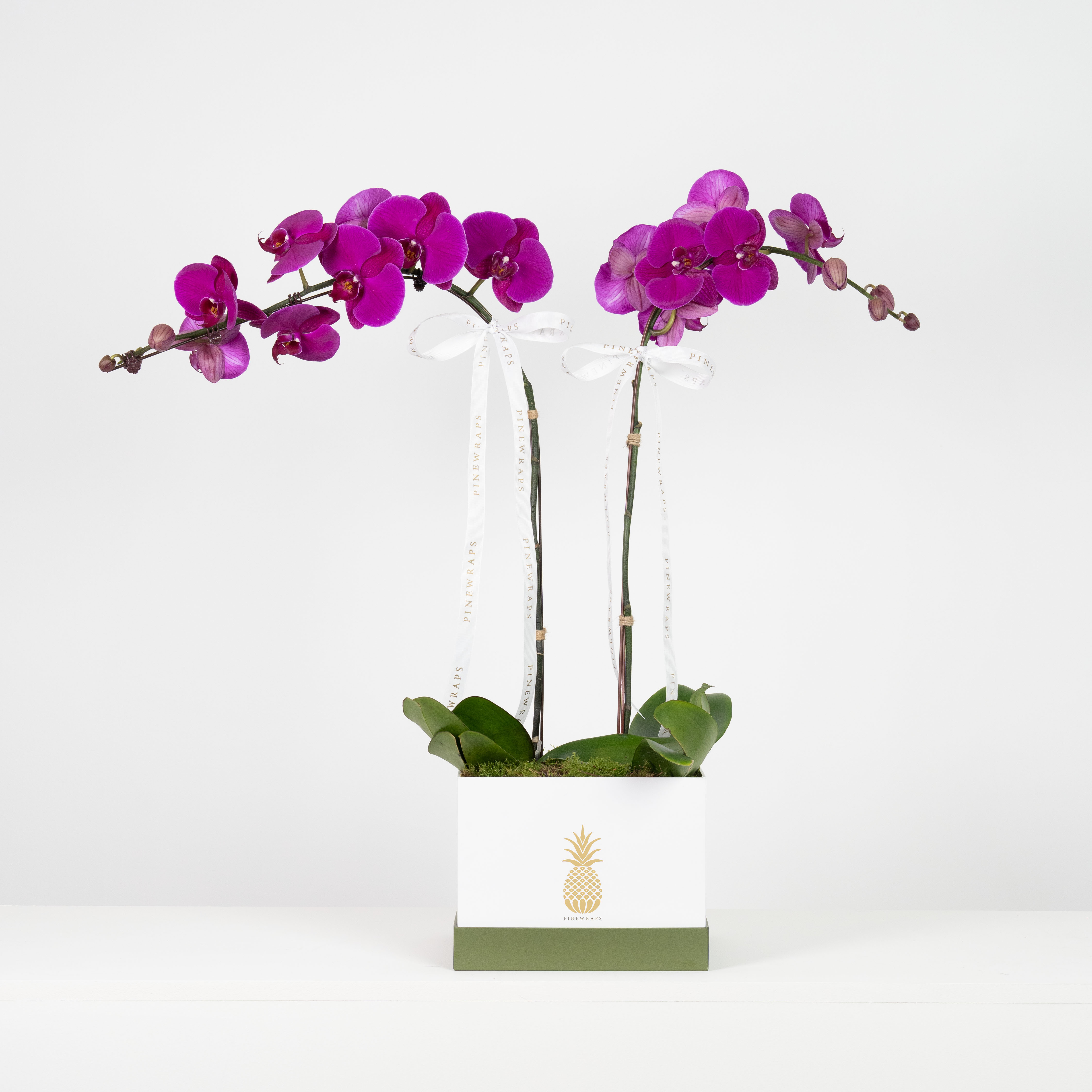 Orchid Box Double Purple