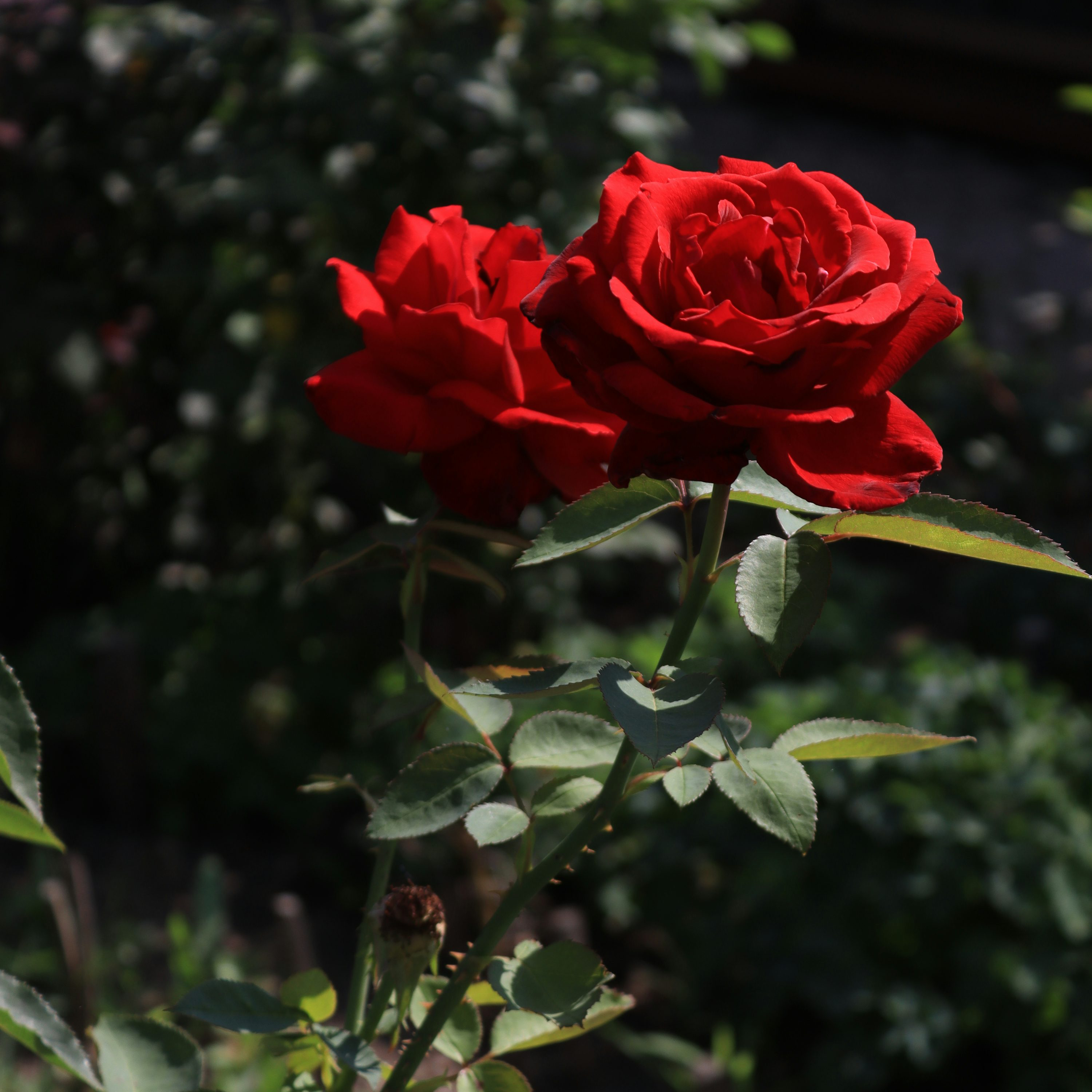 Red Roske