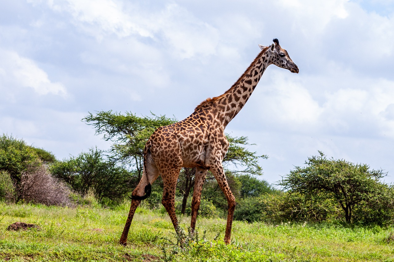 Amboseli National Park