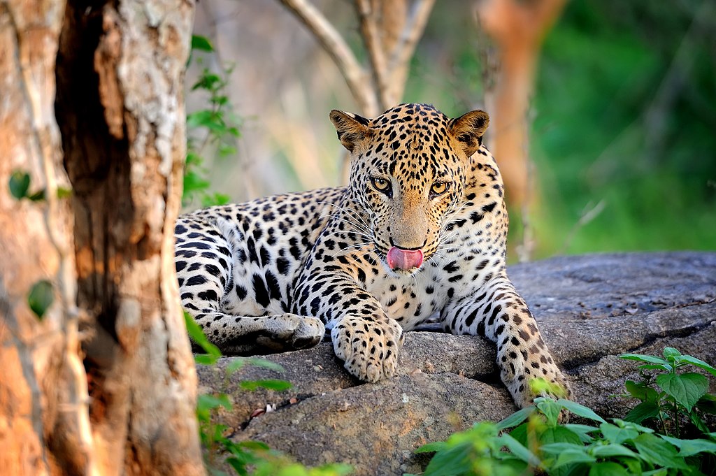 Yala National Park Safari travel destination