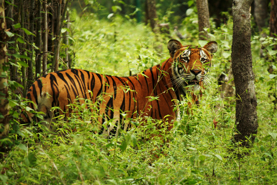 Chitwan National Park travel destination