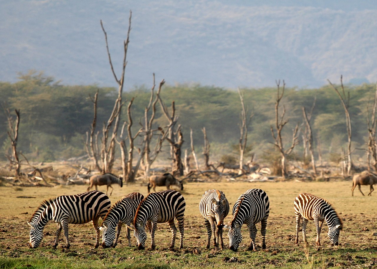 Lake Manyara National Park travel destination