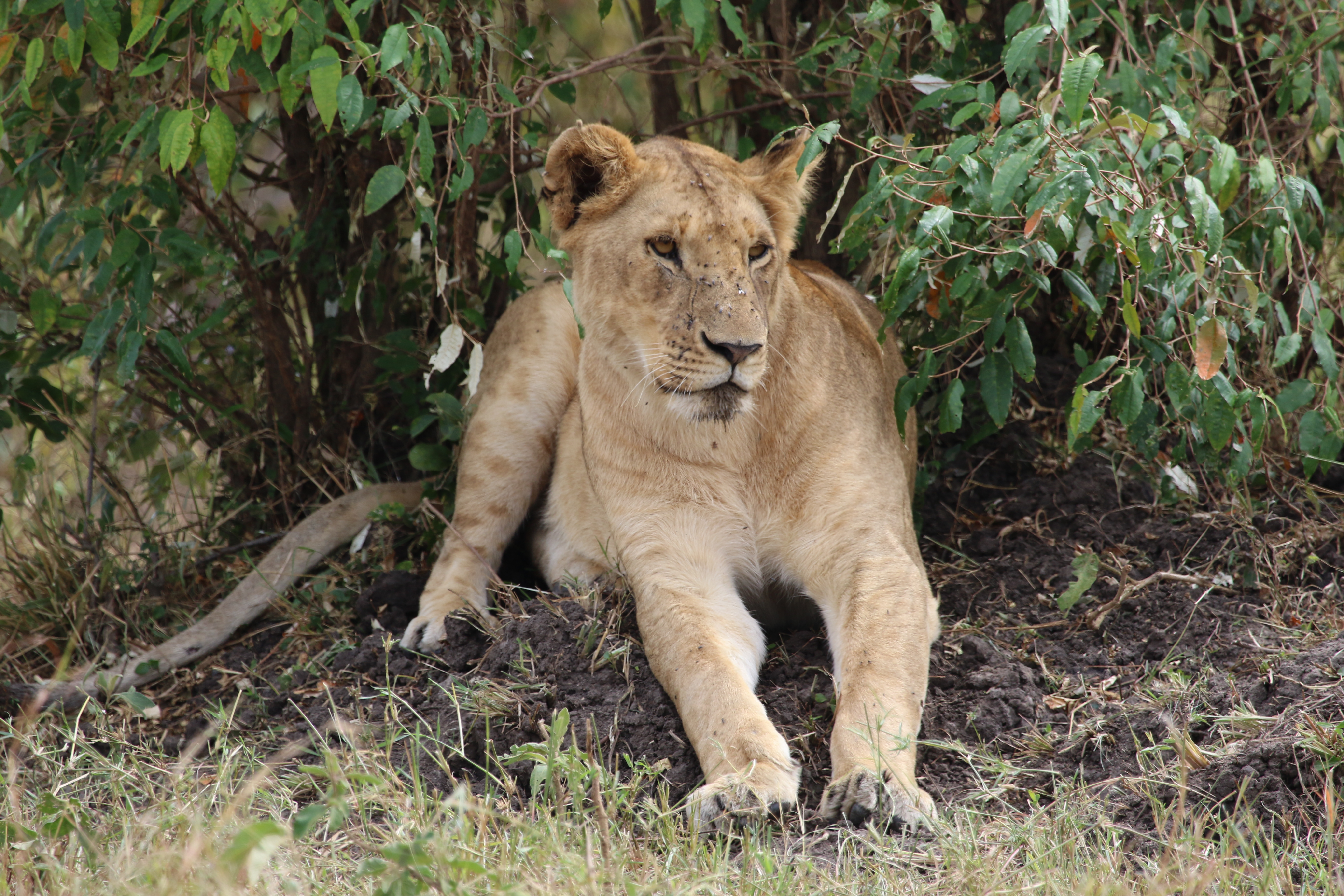 3 Days, 2 Nights Masai Mara Safari